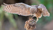 Burrowing owl (Athene cunicularia) two juveniles aged approximately 4 months, engaging in rough predator practice play. Marana, Arizona, USA. August.