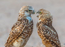 Burrowing owl (Athene cunicularia) parent and fledgling aged 3.5 months. Adult pressing adolescent to leave. Marana, Arizona, USA. August.