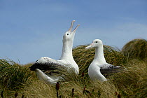 Southern royal albatross (Diomedea epomophora) pair in courtship display. Campbell Island, New Zealand. February.