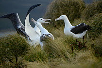Southern royal albatross (Diomedea epomophora) sub-adults, group displaying in tussock grassland. Campbell Island, New Zealand. February.