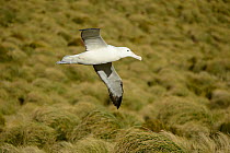 Southern royal albatross (Diomedea epomophora) flying over breeding grounds in grassland. Campbell Island, New Zealand. February.
