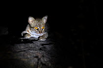 Rusty-spotted cat (Prionailurus rubiginosus) at night Buffer Zone of Satpura National Park, Madhya Pradesh, India
