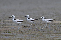 Crab-plover (Dromas ardeola) three walking in a row on mudflat, two with food in beaks. Oman, June.