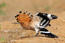 Eurasian hoopoe (Upupa epops) raising crown and stretching wings and tail. Oman, March.
