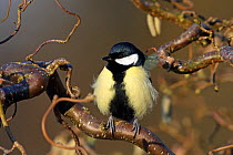 Great tit (Parus major) perched in tree with fluffed up feathers. Denmark, February.