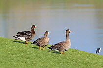 Lesser white-fronted goose (Anser erythropus), three standing in grass on golf course. Oman, November 2017.