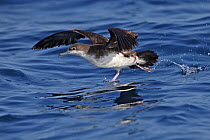 Persian shearwater (Puffinus persicus) taking off, running over water. Oman, October.