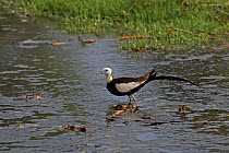 Pheasant-tailed jacana (Hydrophasianus chirurgus) male in breeding plumage, wading in water. Oman, July.