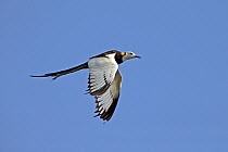 Pheasant-tailed jacana (Hydrophasianus chirurgus) male in breeding plumage, in flight. Oman, July.