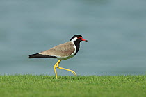 Red-wattled lapwing (Vanellus indicus) walking on lawn. Oman, April.