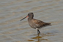 Spotted redshank (Tringa erythropus) in breeding plumage, in shallow water. Denmark, May.