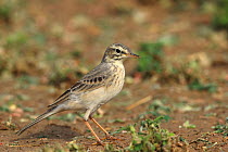 Tawny pipit (Anthus campestris) standing on ground. Oman, March.