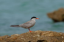White-cheeked tern (Sterna repressa) standing on rock. Oman, June.