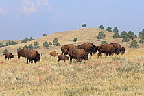 American bison (Bison bison) herd grazing on hillside, South Dakota, USA, September 2017.