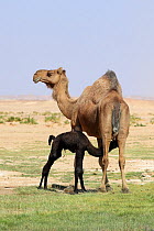 Dromedary (Camelus dromedarius) female and newborn calf, calf suckling. Oman, March.