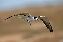 Bridled tern (Onychoprion anaethetus) in flight. Oman, June.