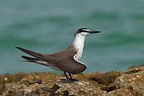 Bridled tern (Onychoprion anaethetus) standing on rock, stretching wing. Oman, June.