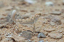 Carter's semaphore gecko (Pristurus carteri) standing on rocky ground. Oman, June.