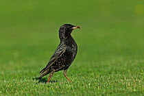 Common starling (Sturnus vulgaris) with food in beak, on lawn, Sweden. May.