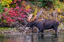 Moose (Alces alces) bull wading in river. Grand Teton National Park, Wyoming, USA. September.