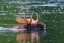 Moose (Alces alces) bull swimming across river. Grand Teton National Park, Wyoming, USA. September.