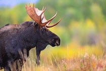 Moose (Alces alces) bull, portrait. Grand Teton National Park, Wyoming, USA. September.
