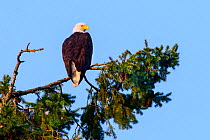 Bald eagle (Haliaeetus leucocephalus) perched in Pine (Pinus sp) tree. British Columbia, Canada. August.