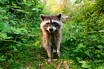 Raccoon (Procyon lotor) approaching with curiousity. Stanley Park, Vancouver, British Columbia, Canada. August.