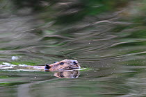North American beaver (Castor canadensis) swimming with head above water. Stanley Park, Vancouver, British Columbia, Canada. August.