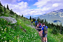Hikers walking along trail through wildflowers in alpine landscape. Whistler, British Columbia, Canada. August
