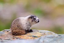 Hoary marmot (Marmota caligata) pup sitting on rock. British Columbia, Canada. August.