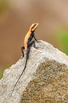 Lizard (Squamata) basking on rock. Karnataka, India. September.