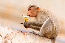 Bonnet macaque (Macaca radiata) feeding on ice-cream stolen from humans. Hampi, Karnataka, India. 2019.