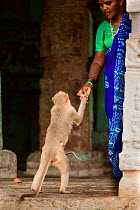 Woman feeding Bonnet macaque (Macaca radiata) at temple. Hampi, Karnataka, India. 2019.