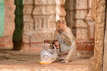 Bonnet macaque (Macaca radiata) female and baby at temple with bag of food taken from humans. Hampi, Karnataka, India. 2019.