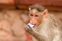 Bonnet macaque (Macaca radiata) chewing on mobile phone battery. Hampi, Karnataka, India. 2019.