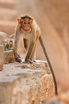 Bonnet macaque (Acridotheres tristis) walking along wall of temple. Hampi, Karnataka, India.