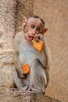 Bonnet macaque (Acridotheres tristis) infant eating biscuits provided by humans. Hampi, Karnataka, India.