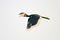 Malabar pied hornbill (Anthracoceros coronatus) male in flight. Goa, India. September.
