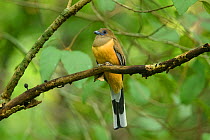 Malabar trogon (Harpactes fasciatus) female perched on branch. Goa, India.