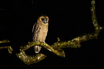 Brown wood-owl (Strix leptogrammica) perched on branch at night. Goa, India. September.