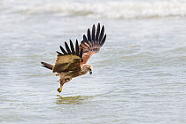 Brahminy kite (Haliastur indus) in flight over sea, catching fish in coastal waters. Goa, India.