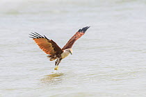 Brahminy kite (Haliastur indus) in flight over sea, catching fish in coastal waters. Goa, India.