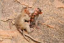 Bonnet macaque (Macaca radiata), three babies play fighting on rock. Karnataka, India.