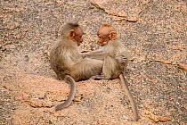 Bonnet macaque (Macaca radiata), two babies playing on rock. Karnataka, India.