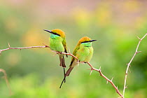 Green bee-eater (Merops orientalis) pair perched on branch, facing opposite directions. Karnataka, India.