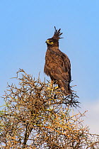 Long-crested eagle (Lophaetus occipitalis) perched on tree. Selenkay Conservancy, Amboseli National Park, Kenya.