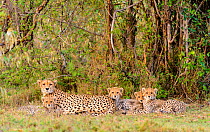 Cheetah (Acinonyx jubatus) female and cubs. Ol Kinyei Conservancy, Masai Mara National Reserve, Kenya.