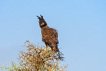 Long-crested eagle (Lophaetus occipitalis) perched on bush. Selenkay Conservancy, Amboseli National Park, Kenya.