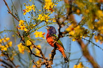Painted bunting (Passerina ciris) male singing, perched in tree amongst yellow flowers. Texas, USA. April.